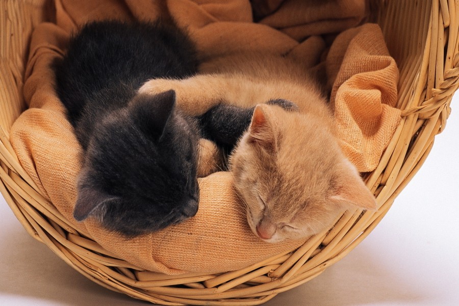 Dos gatitos durmiendo en una cesta