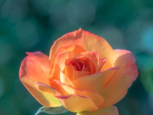 Delicada rosa de color naranja y amarillo