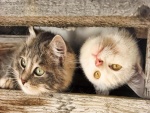 Dos gatos cotilleando