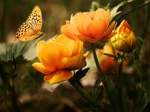 Mariposa sobre unas flores