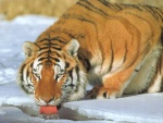 Tigre bebiendo agua