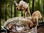 Monos disfrutando con el agua