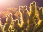 Cactus iluminados por el sol