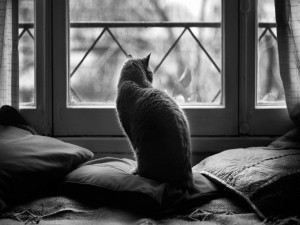 Gato en blanco y negro mirando por la ventana