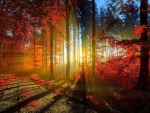 Puesta del sol a través de los árboles en otoño