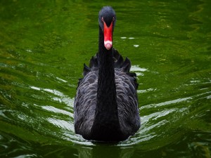 Cisne negro con pico rojo en el agua