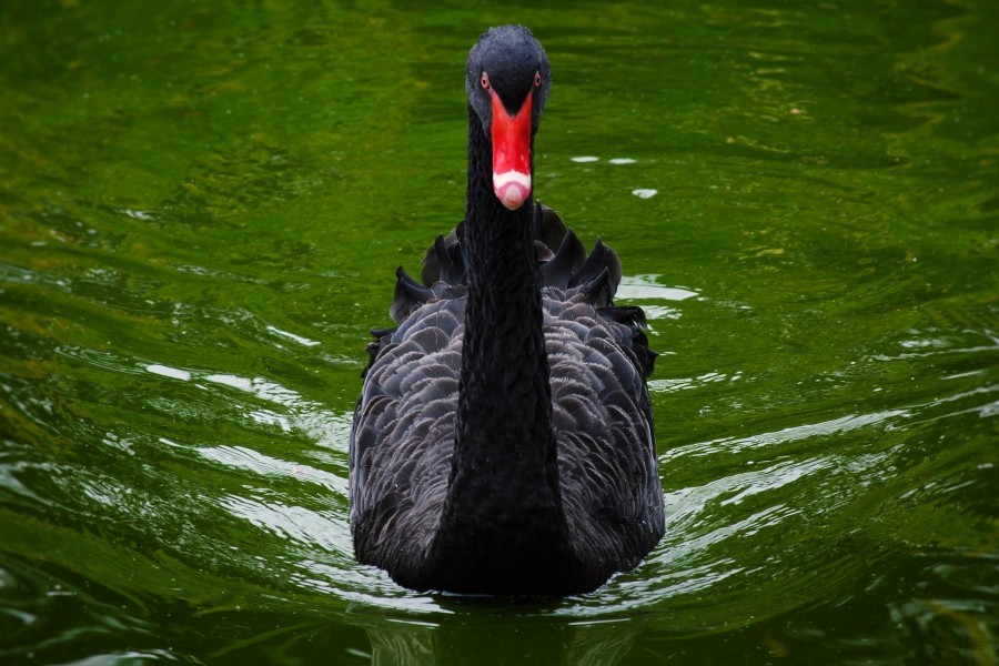 Cisne negro con pico rojo en el agua
