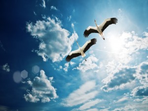 Cigüeñas volando en el cielo