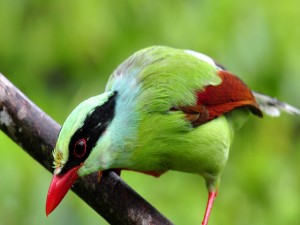 Urraca verde común sobre una rama