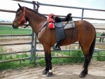 Un caballo listo para montar