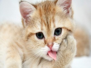 Gato con la lengua fuera