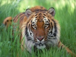 Un joven tigre sobre la hierba