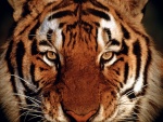 La mirada de un tigre