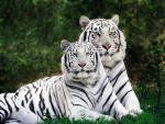 Dos hermosos tigres blancos
