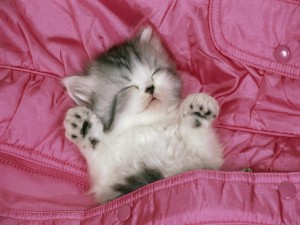 Gatito dormido dentro de un bolsillo