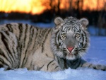 Pequeño tigre sobre la nieve