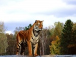 Tigre observando desde las rocas