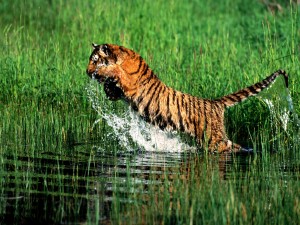Tigre saltando al agua