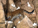 Leopardo caminando sobre las rocas