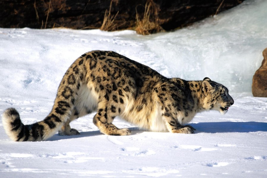 Leopardo de las nieves agazapado