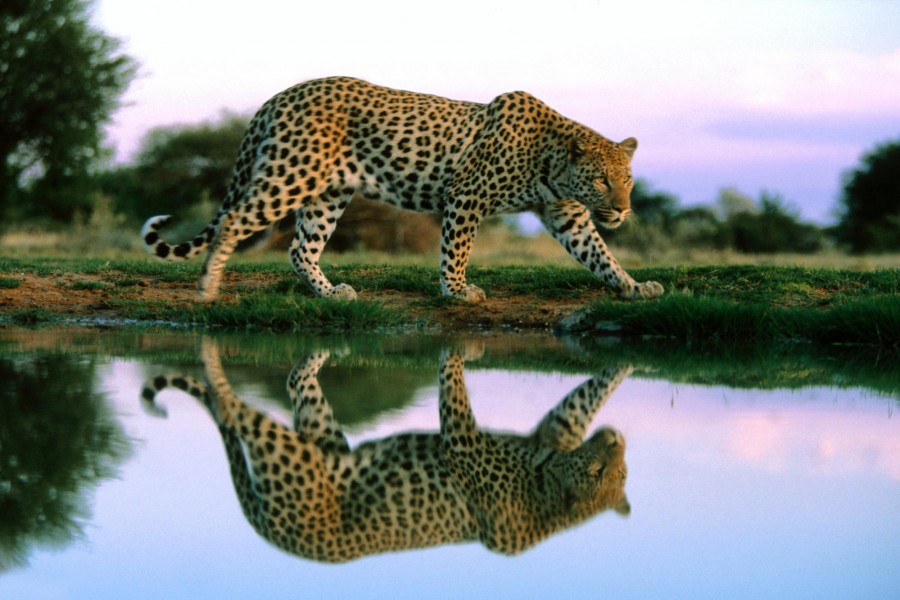 Leopardo reflejado en el agua
