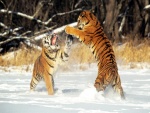 Tigres peleando sobre la nieve