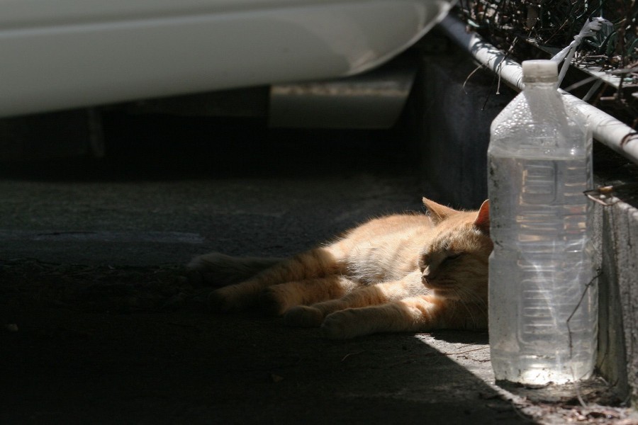 Gato dormitando junto a una botella de agua