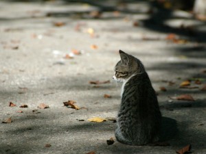 Gato visto en un día de otoño