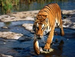 Tigre caminando por un río