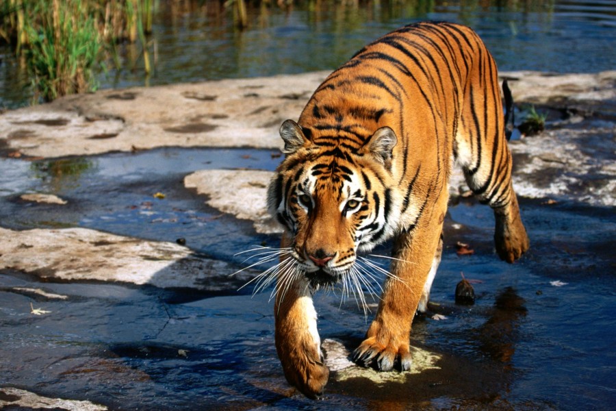 Tigre caminando por un río