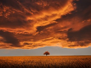 Cielo nuboso sobre un campo de trigo