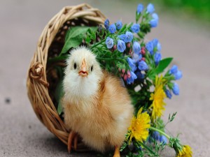 Pollito junto a una cesta con flores