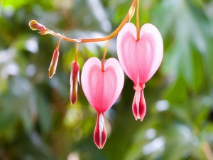 Flores con forma de corazón