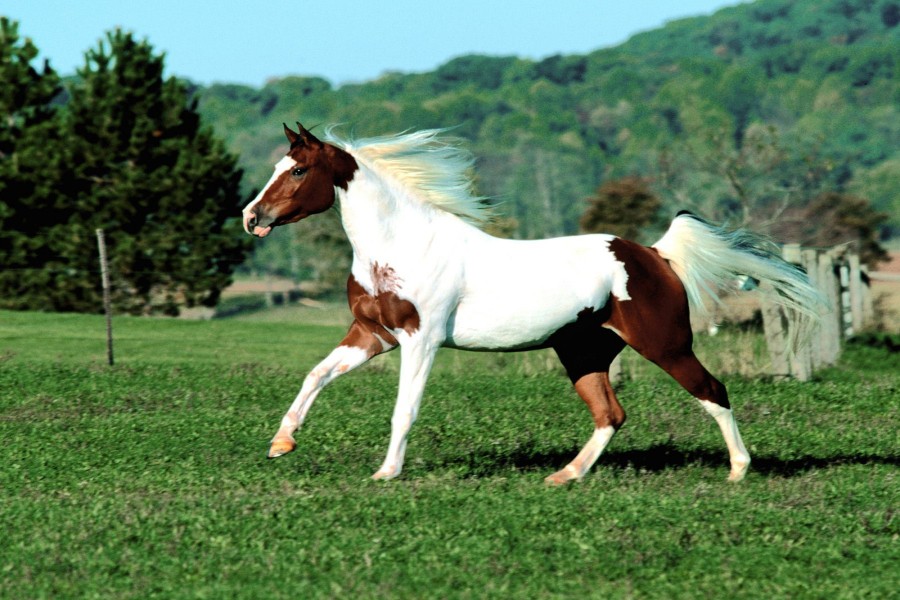 Hermoso caballo blanco y marrón