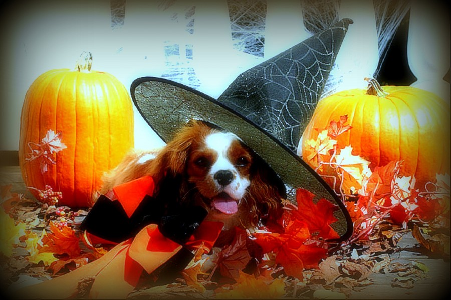 Un perro disfrazado en la noche de Halloween