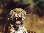 Leopardo enfurecido