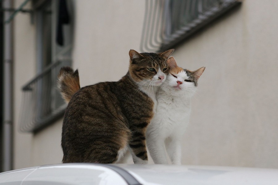 Pareja de gatos sobre un coche