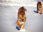 Tigres caminando por la nieve