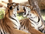 Dos tigres enfadados