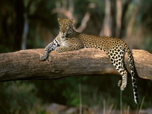 Leopardo descansando sobre un tronco