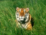 Tigre tumbado en la hierba
