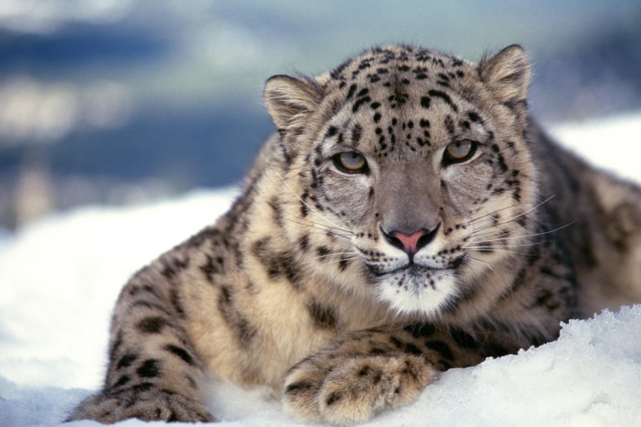 Mirada de un leopardo de las nieves