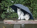 Dos gatos bajo un paraguas