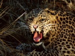 Un leopardo enseñando los colmillos