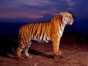 Un bonito tigre