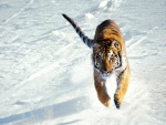 El salto de un tigre