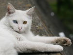 Gato con un ojo azul y otro naranja