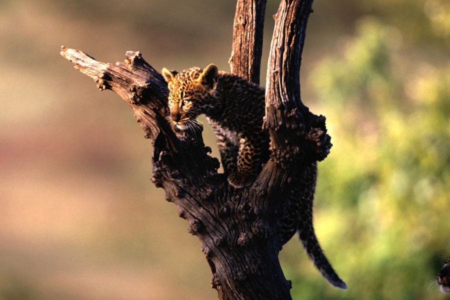 Pequeño leopardo sobre un árbol