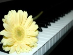 Gerbera amarilla sobre el teclado de un piano