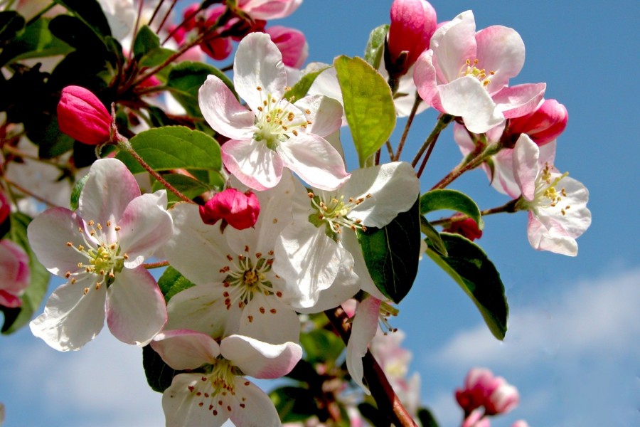 Rama cubierta con flores de manzana